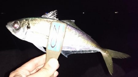 なかなかのサイズのアジでした！